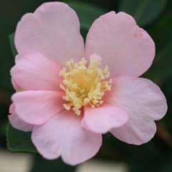 Christmas Camellia 'Plantation Pink'
